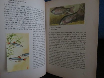 Stille Pracht in het Tropische Aquarium - Afbeelding 3