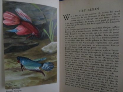 Stille Pracht in het Tropische Aquarium - Afbeelding 2