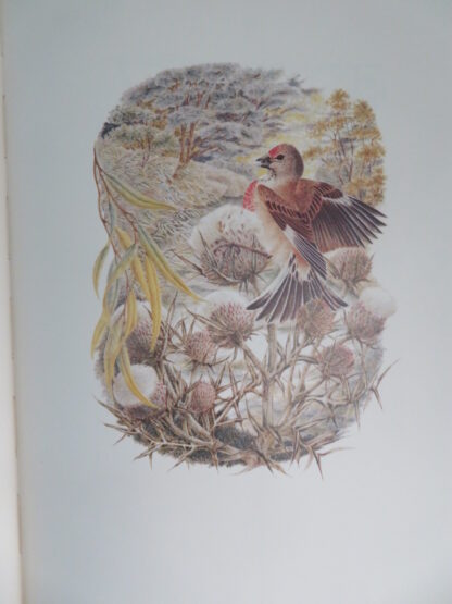 Bird, Beast & Flower  -  Marie Angel - Afbeelding 6