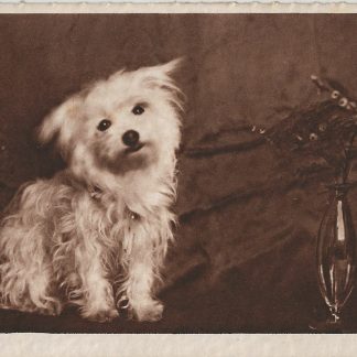 Fotokaart Lotte Herrlich  -  hondje
