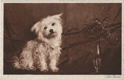 Fotokaart Lotte Herrlich  -  hondje