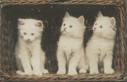 Drie jonge poesjes  -  fotokaart