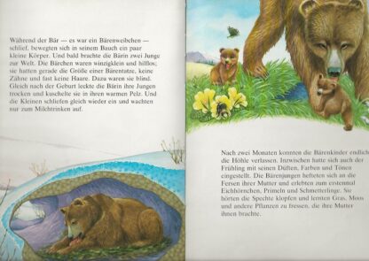 Der Bär   -  Angela Sheehan - Afbeelding 2
