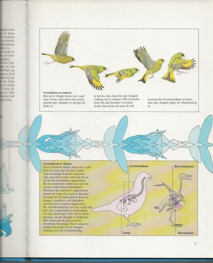 Als je goed kijkt naar vogels  -  J.L. Hicks - Afbeelding 4