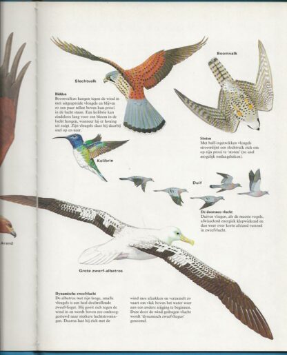Als je goed kijkt naar vogels  -  J.L. Hicks - Afbeelding 5