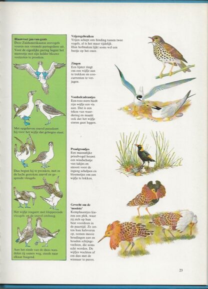 Als je goed kijkt naar vogels  -  J.L. Hicks - Afbeelding 2