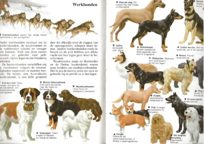 Honden  -  Jo Briels - Afbeelding 3