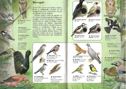 Vogels  -  Jo Briels - Afbeelding 3