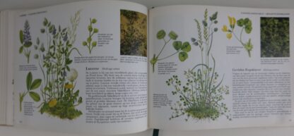 Wilde Planten van West-en Midden-Europa - Afbeelding 4