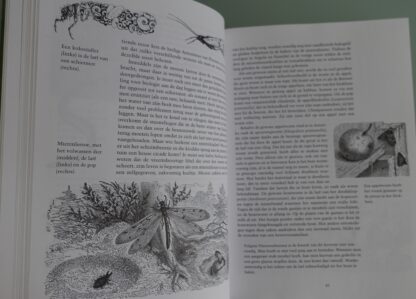 De larf  -  Midas Dekkers - Afbeelding 4