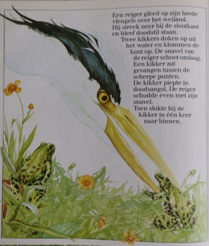 De groene kikker  -  Martin Hogeweg - Afbeelding 5