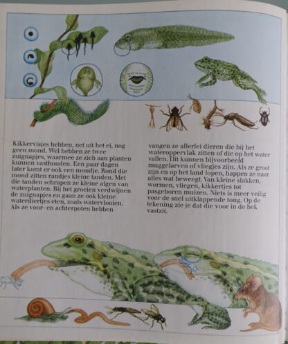 De groene kikker  -  Martin Hogeweg - Afbeelding 6