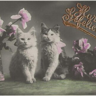 Twee poezen en rozen