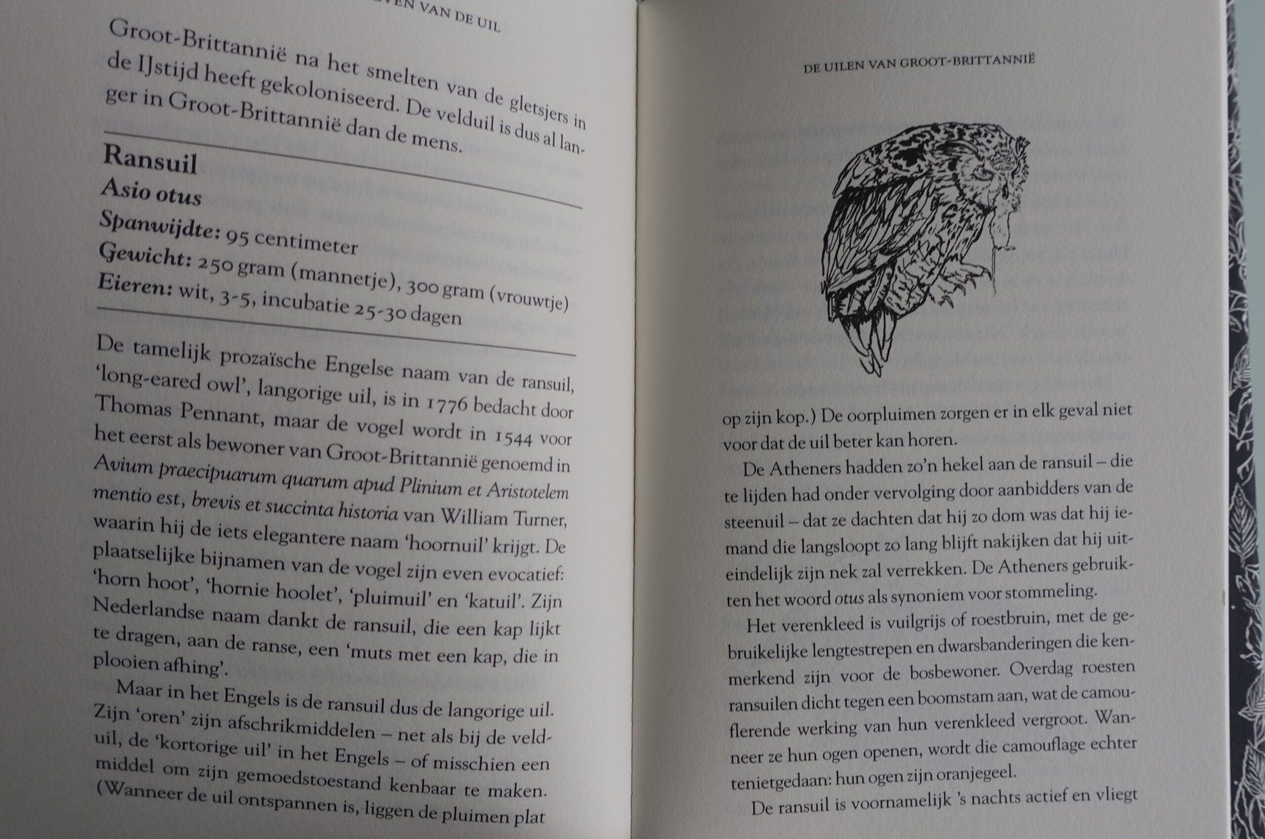 Het geheime leven van de uil - John Lewis-Stempel - Afbeelding 4