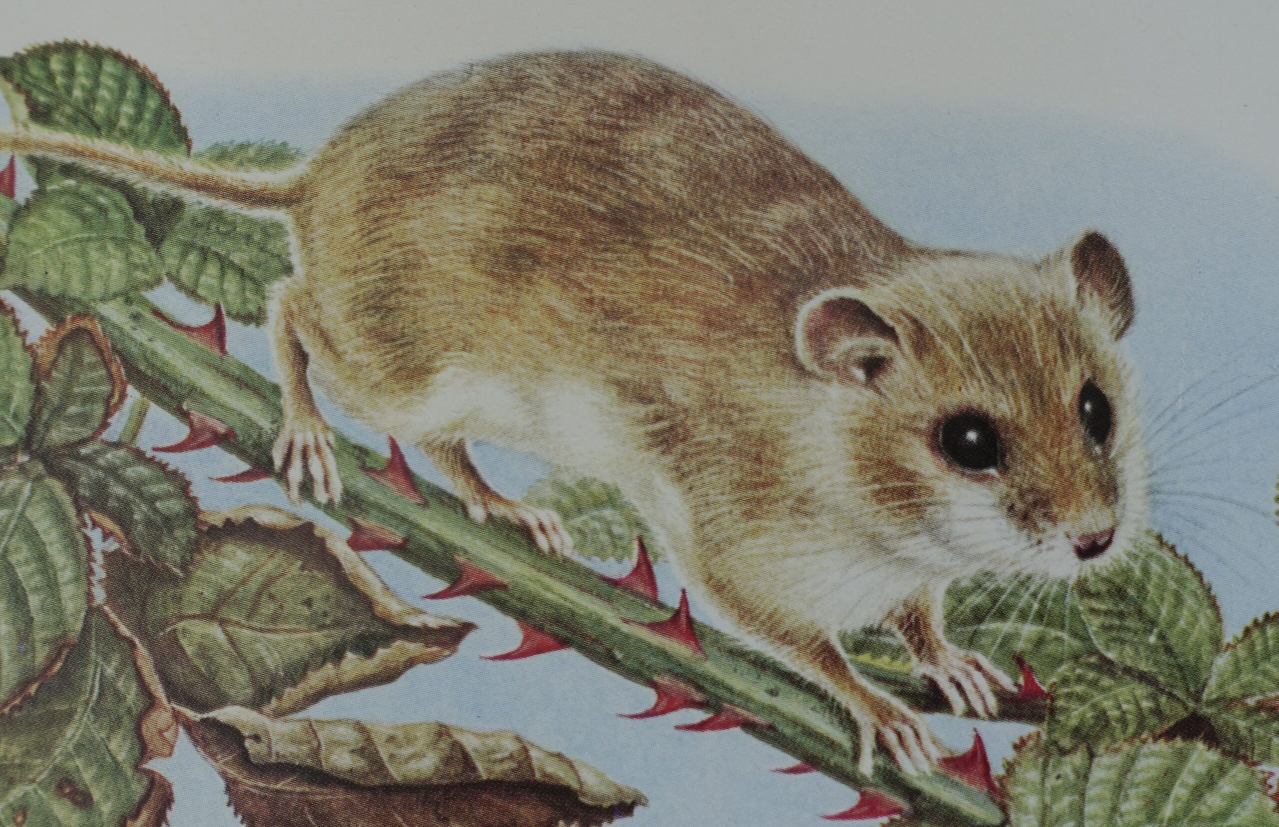 Dieren in het bos - Ernst W. Bauer - Afbeelding 9