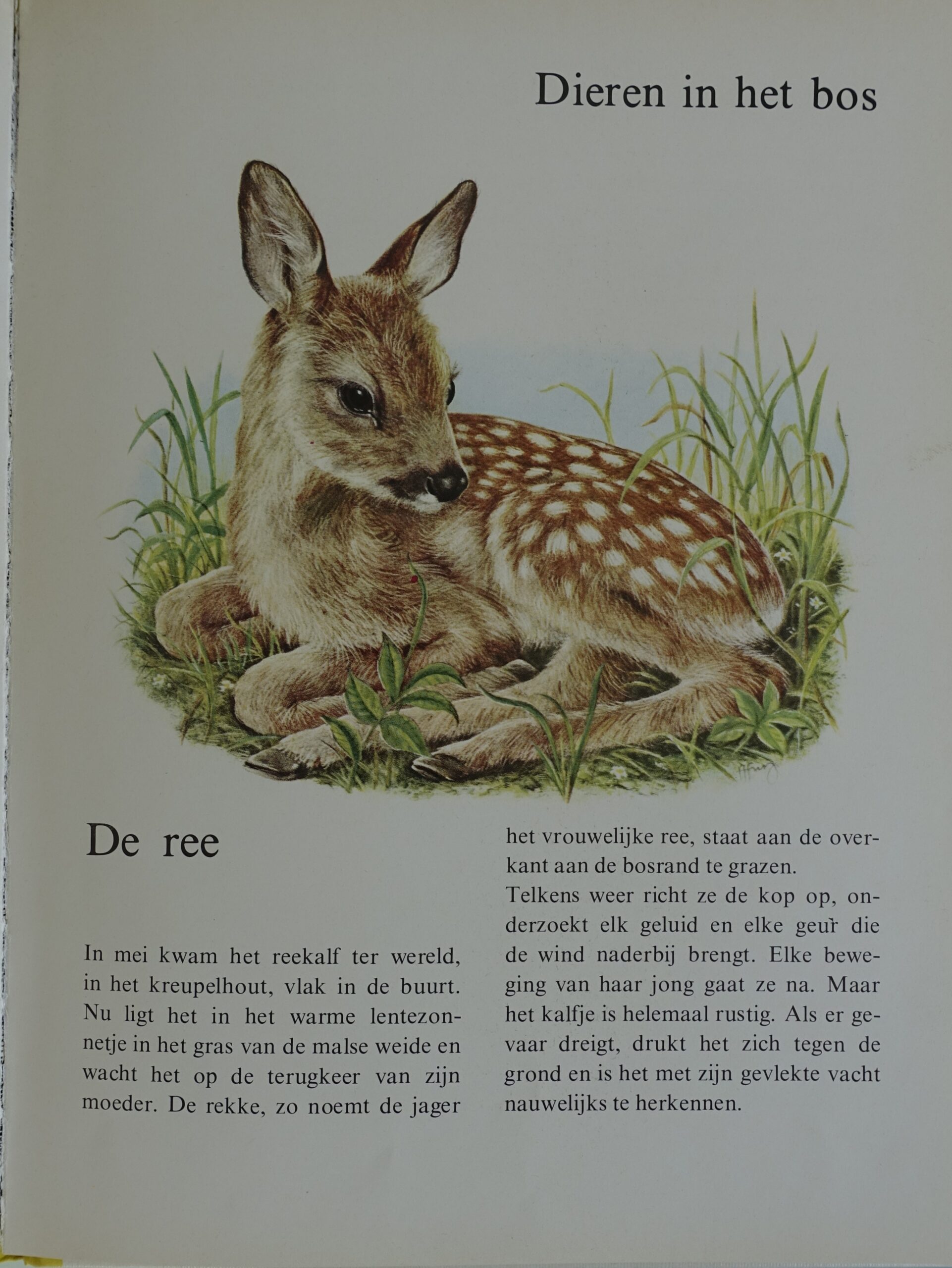 Dieren in het bos - Ernst W. Bauer - Afbeelding 2