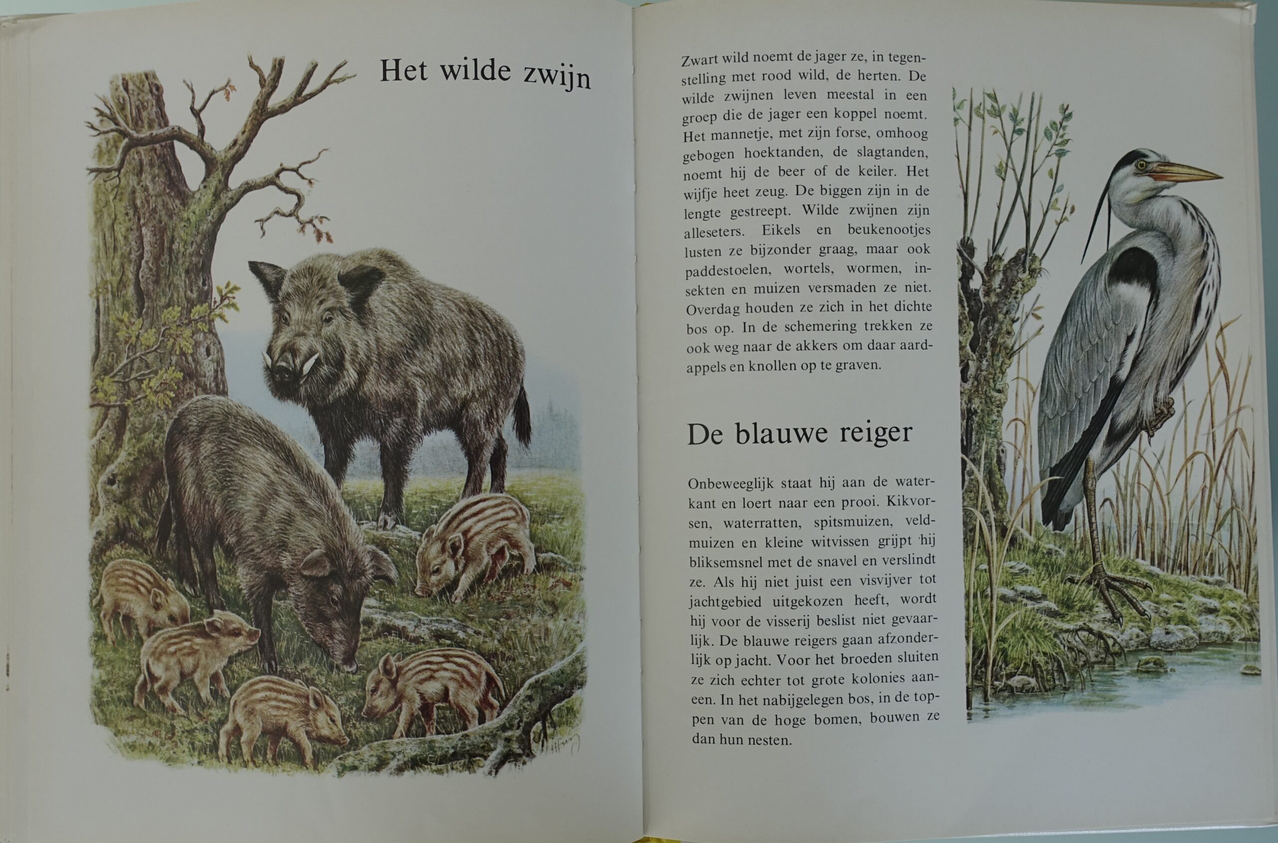 Dieren in het bos - Ernst W. Bauer - Afbeelding 3