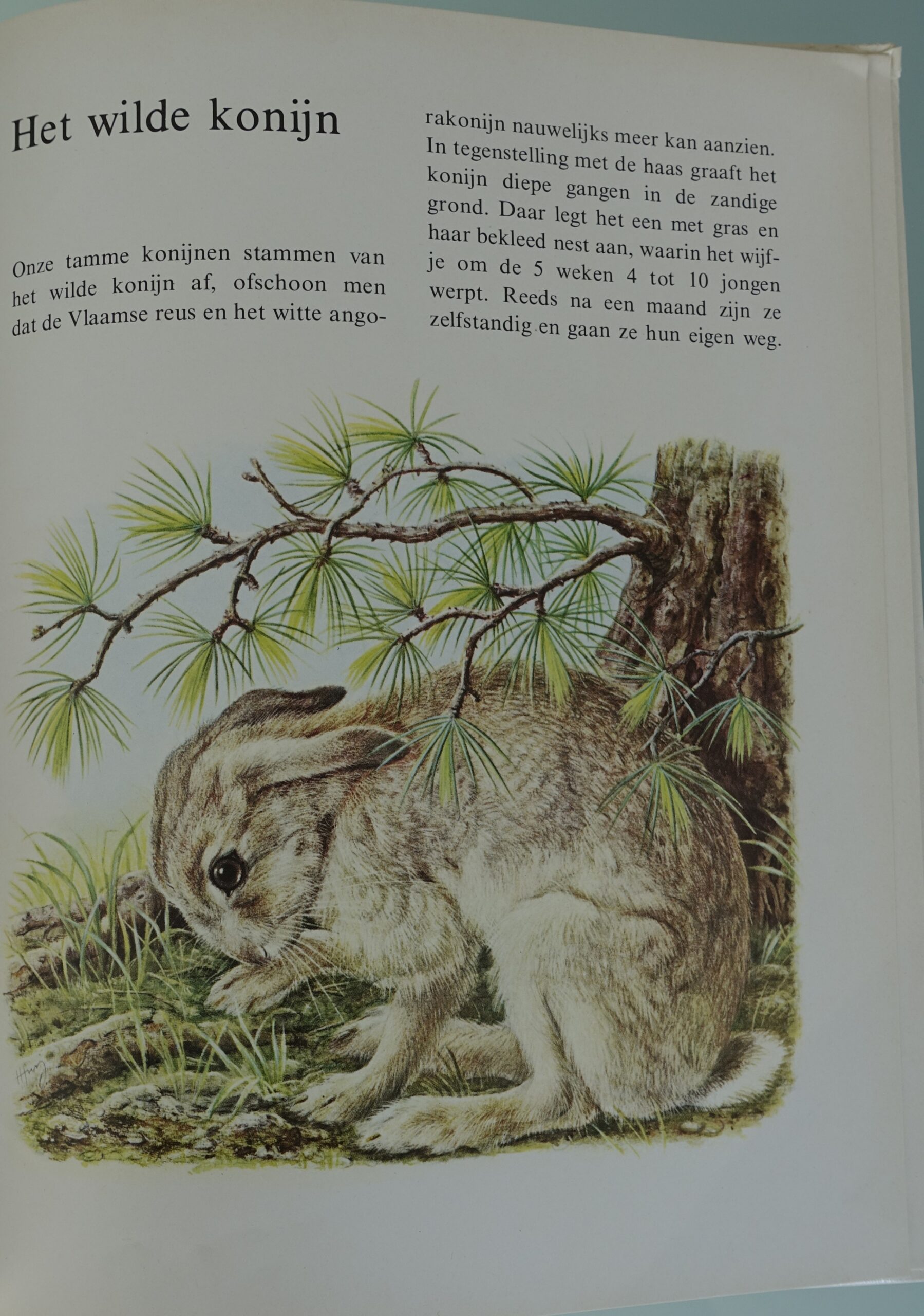 Dieren in het bos - Ernst W. Bauer - Afbeelding 4