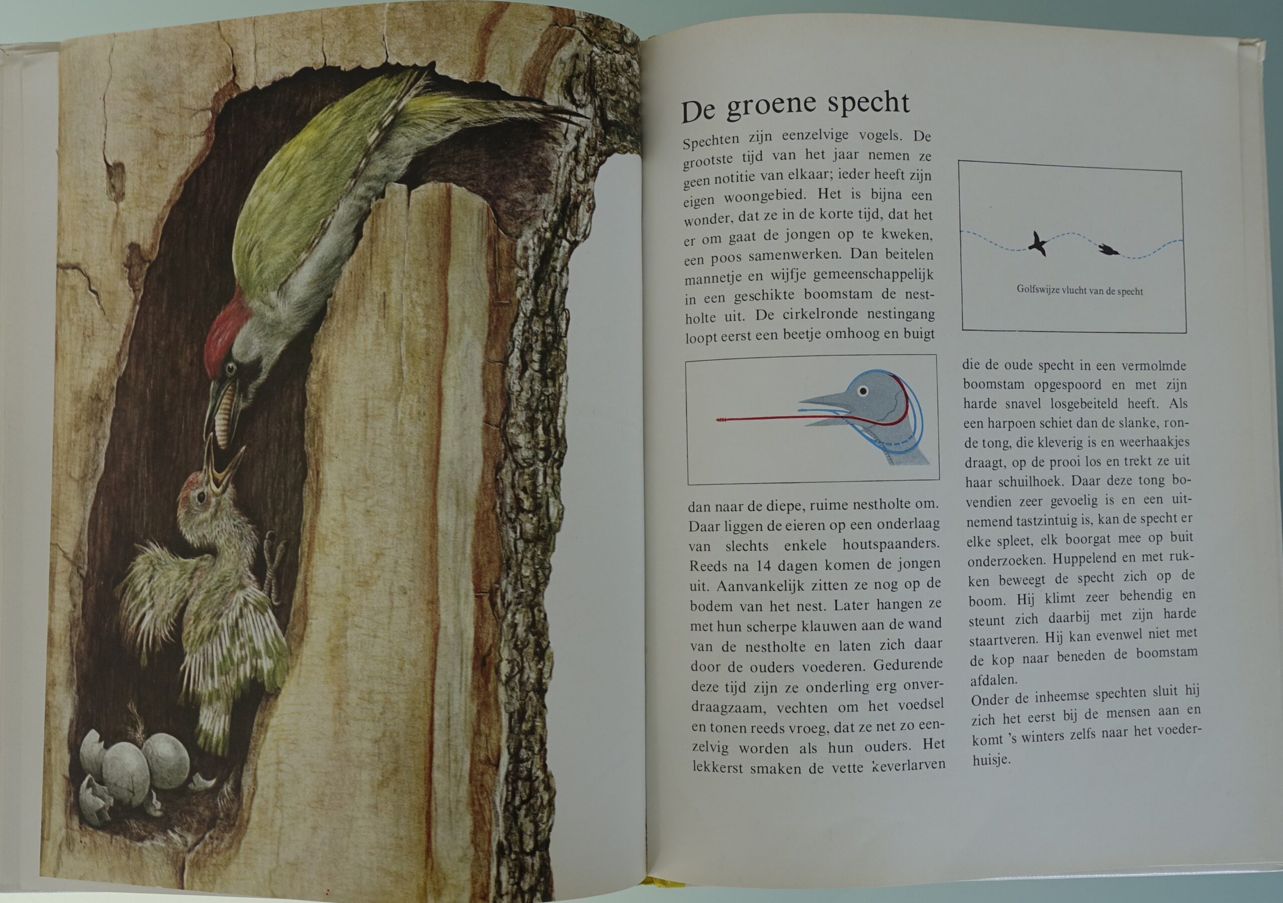 Dieren in het bos - Ernst W. Bauer - Afbeelding 5