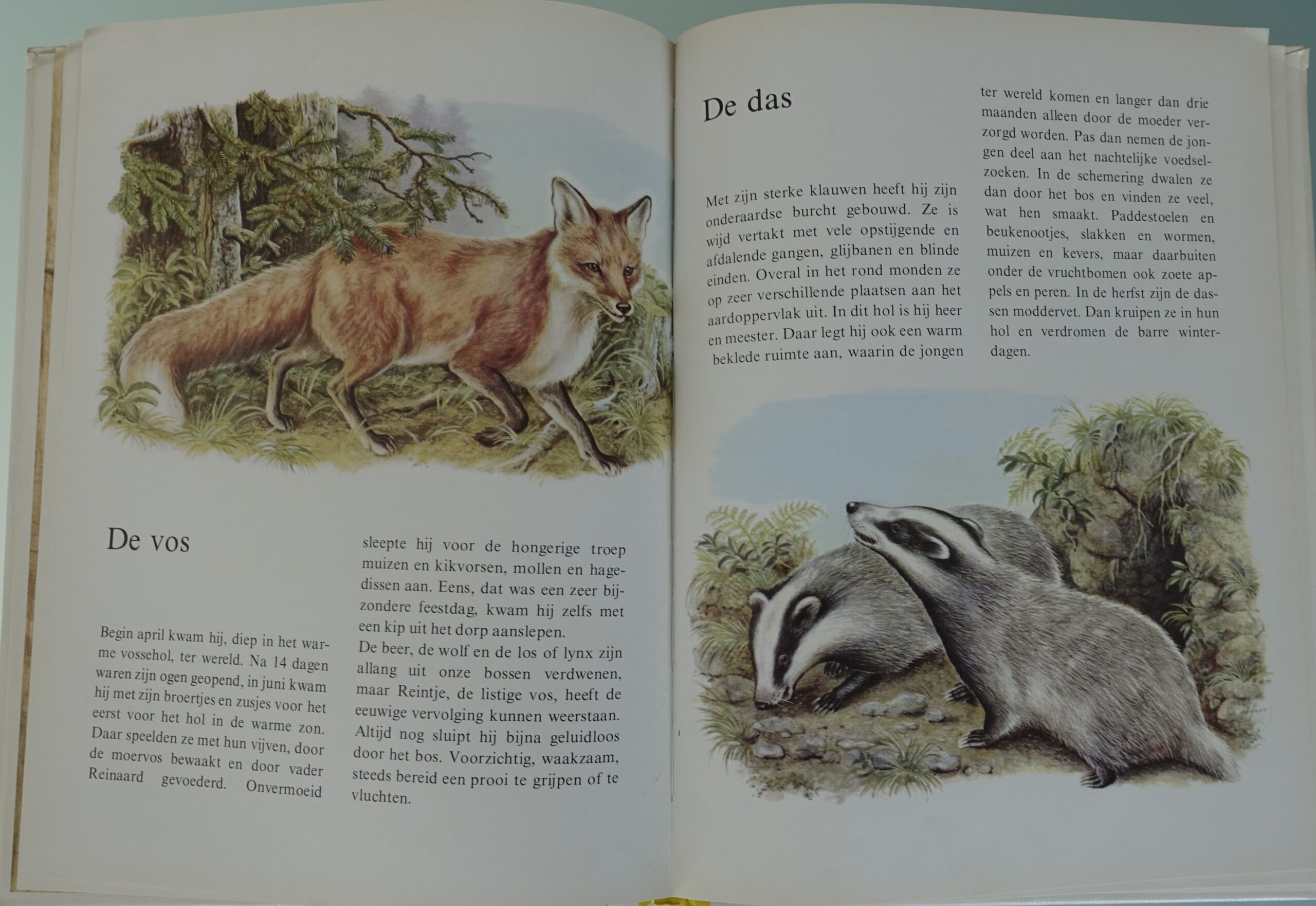 Dieren in het bos - Ernst W. Bauer - Afbeelding 6
